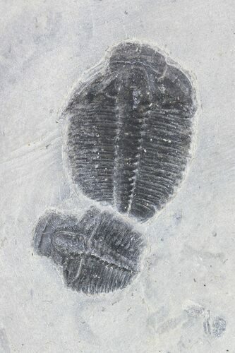 Elrathia Trilobite In Shale - Utah #55343